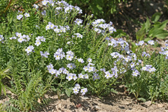 Polemonium pulcherrimum delicatum