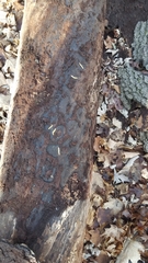 Neopyrochroa flabellata