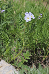 Polemonium pulcherrimum delicatum