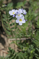 Polemonium pulcherrimum delicatum