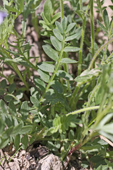 Polemonium pulcherrimum delicatum