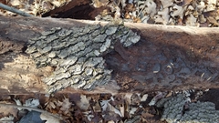 Neopyrochroa flabellata