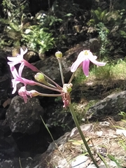 Tulbaghia maritima