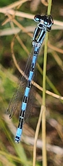 Coenagrion mercuriale