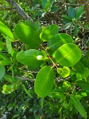 Laguncularia racemosa