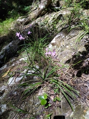 Tulbaghia maritima
