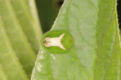 Cassida dorsovittata