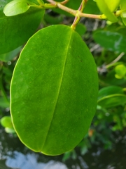 Laguncularia racemosa