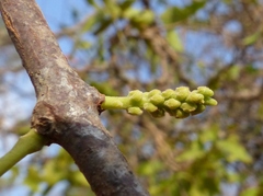 Dendrophthoe falcata