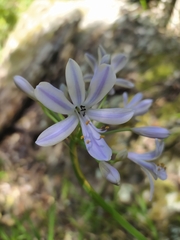 Agapanthus praecox