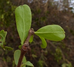Dendrophthoe falcata