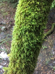 Dendroalsia abietina