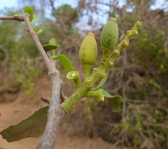 Dendrophthoe falcata