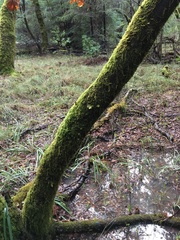 Dendroalsia abietina