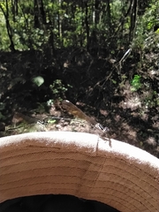 Allocnemis leucosticta