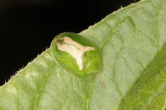 Cassida dorsovittata