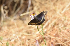 Battus polydamas psittacus
