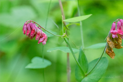 Lathyrus pisiformis