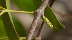 Dendrophthoe falcata
