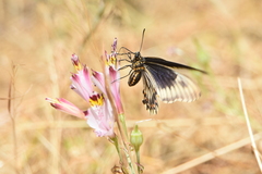 Battus polydamas psittacus