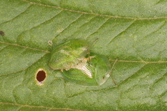 Cassida dorsovittata