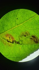 Aulagromyza orbitalis