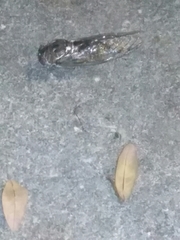 Megatibicen resonans