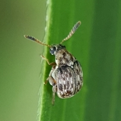 Acanthoscelides