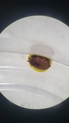 Aulagromyza orbitalis