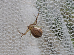 Diaea ambara