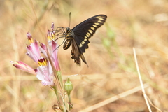 Battus polydamas psittacus