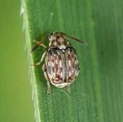 Acanthoscelides
