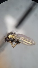 Aulagromyza orbitalis