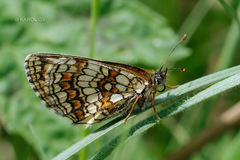 Melitaea athalia