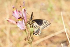 Battus polydamas psittacus