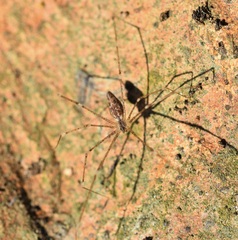 Holocnemus hispanicus