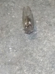 Megatibicen resonans