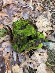 Dicranum montanum