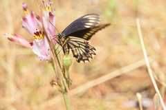 Battus polydamas psittacus
