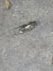 Megatibicen resonans