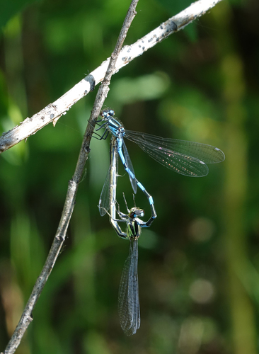 Siberian Bluet