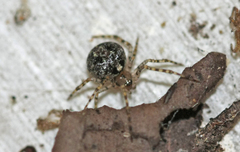Theridion adrianopoli