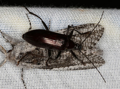 Tanychilus