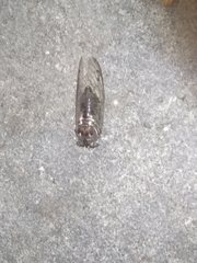 Megatibicen resonans