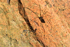 Holocnemus hispanicus