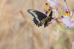 Battus polydamas psittacus