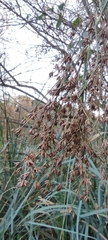 Cladium mariscus mariscus