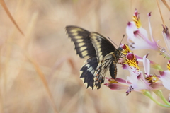 Battus polydamas psittacus