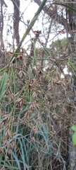 Cladium mariscus mariscus