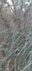 Cladium mariscus mariscus